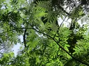Mimosa