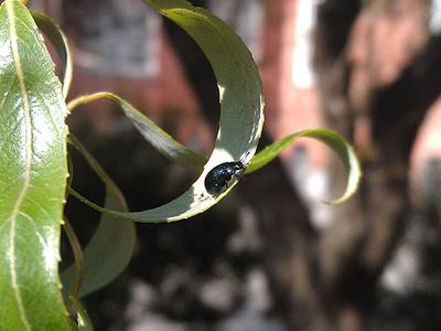 Imported will leaf beetle on willow. Photo: SD Frank