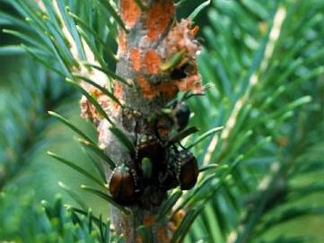 Small dark bark beetles clustered on a spruce branch with orange resin patches