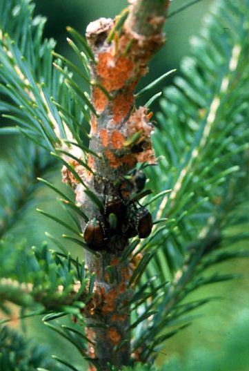 Small dark bark beetles clustered on a spruce branch with orange resin patches