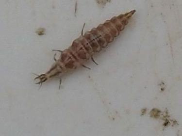 Elongated segmented insect larva with pointed tapered tail on white surface