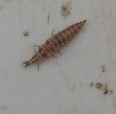 Elongated segmented insect larva with pointed tapered tail on white surface