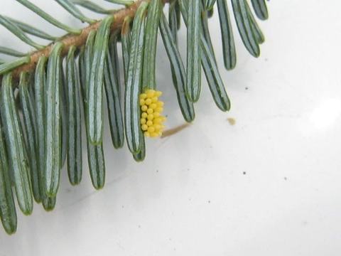 Evergreen needle branch with a small cluster of yellow insect eggs attached