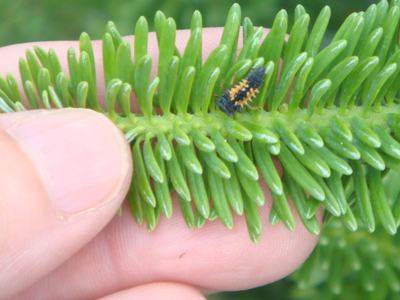 Fingers holding spruce twig with small black-and-orange insect larva on the needles
