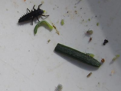 Dark spiky insect larva next to small green aphids and a cut green stem on a white surface
