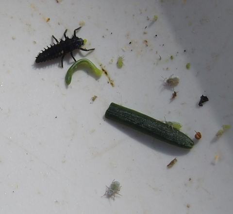 Dark spiky insect larva next to small green aphids and a cut green stem on a white surface
