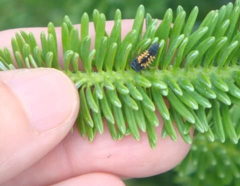 Fingers holding spruce twig with small black-and-orange insect larva on the needles