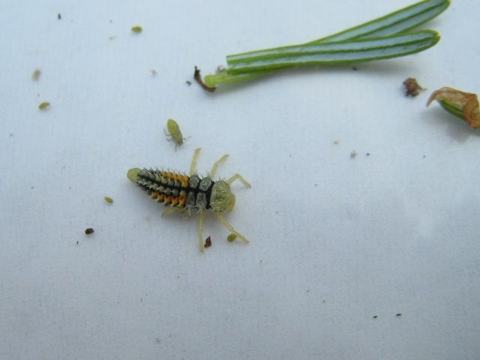 Lady beetle larva on beat plate with twig aphids