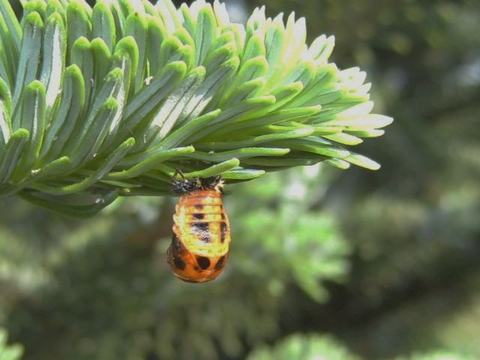 Ladybug pupa hanging from conifer needles