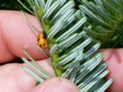 Orange ladybug with black spots on fir needles held between two fingers