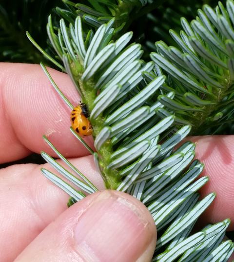 lady beetle pupa on shoot