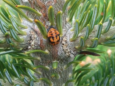 Orange-black lady beetle pupa attached to conifer branch among green needles