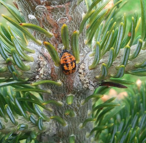 Orange-black lady beetle pupa attached to conifer branch among green needles