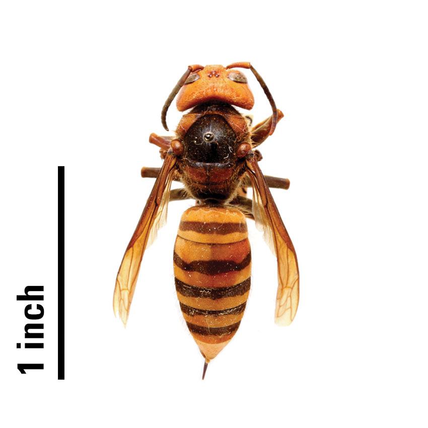Asian Giant Hornet (or Murder Hornet), Vespa mandarinia