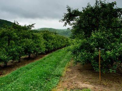 Apple orchard