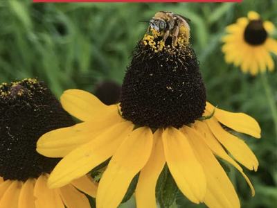 bees of nc