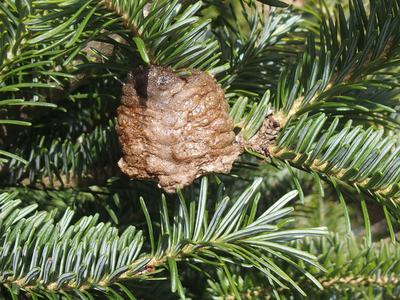 Brown praying mantis ootheca attached to fir branch among needles