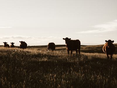 beef cattle in field