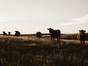 beef cattle in field