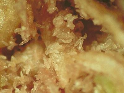 Hundreds of rosette bud mites live in the cavity in the bud that formed due to their feeding.