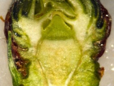 Cross-section of a small green plant bud showing internal tissues and structure