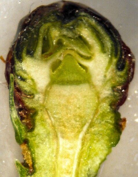 Cross-section of a small green plant bud showing internal tissues and structure