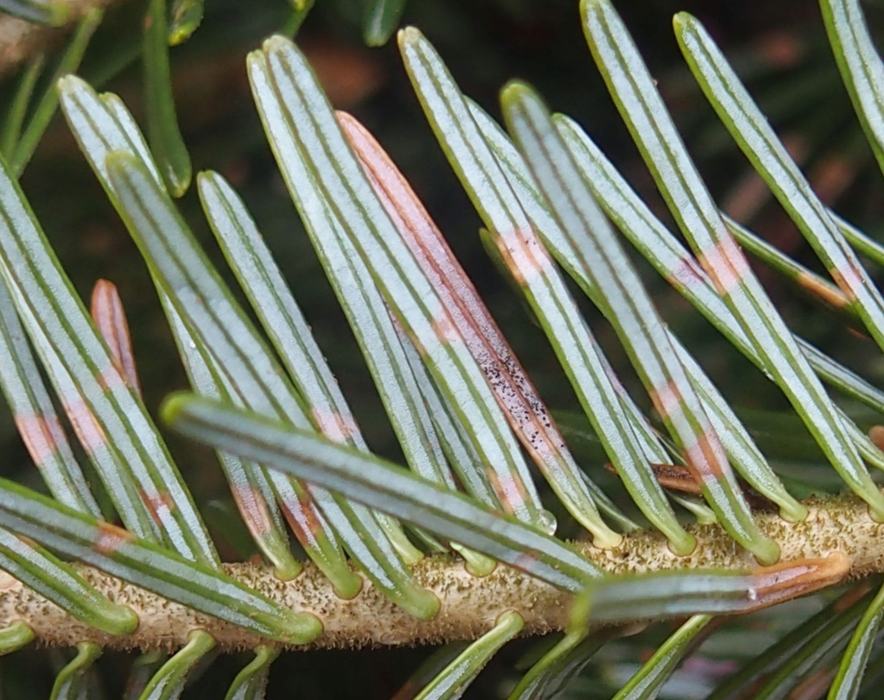 Black fungal spores erupting from underside of needle infected with Rhizosphaera needlecast
