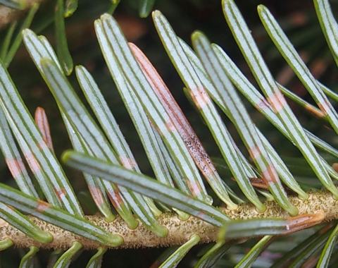 Black fungal spores erupting from underside of needle infected with Rhizosphaera needlecast