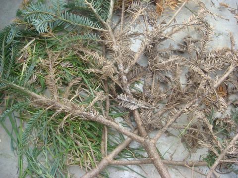 Brown and green evergreen branches and grass laid on a concrete surface