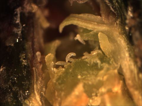 Small translucent, wormlike larvae clustered on green plant tissue under magnification