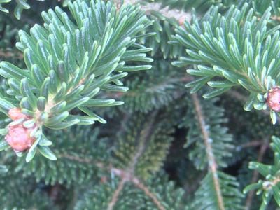 Rosette buds in Fraser fir are larger than normal and don't have a bud that will break and grow