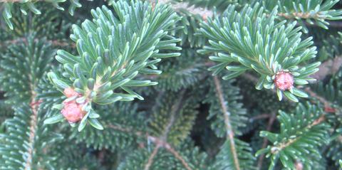 Rosette buds in Fraser fir are larger than normal and don't have a bud that will break and grow