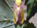 Rosy maple moths are about an inch long and are pink and yellow. Photo: J. Baker