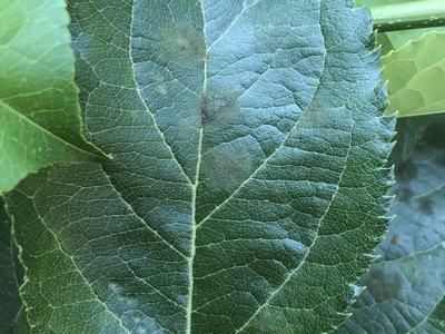 leaf with scab lesions
