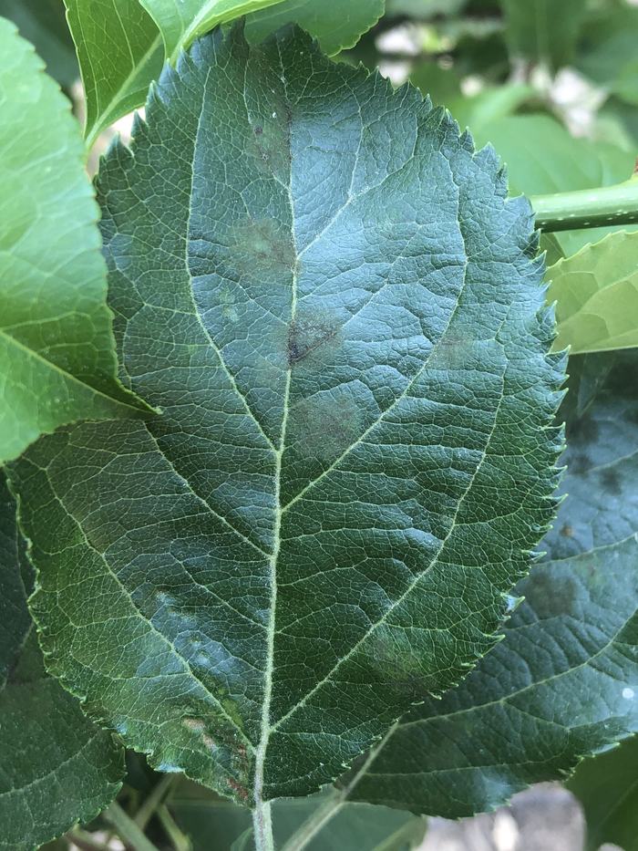 leaf with scab lesions