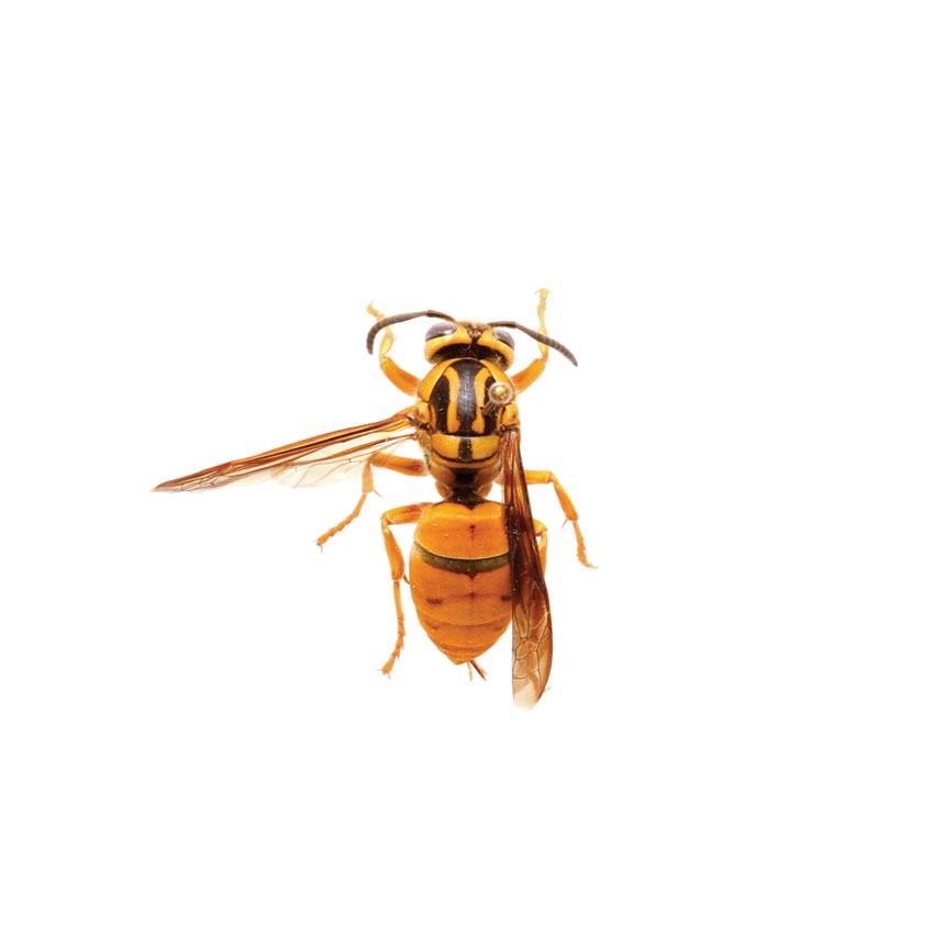 Southern Yellowjacket, Vespula Squamosa