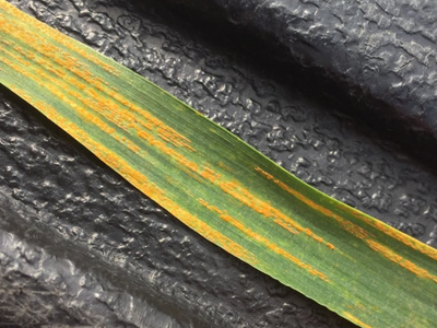 Grass leaf with elongated yellow-orange lesions along the blade on a dark textured background