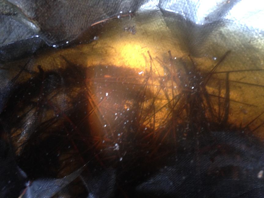 Mosquito larvae in water trapped in a tarp.