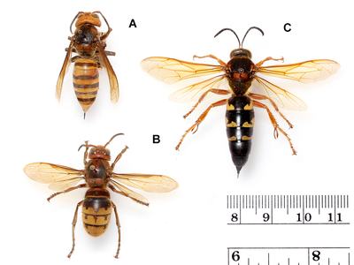 3 wasps