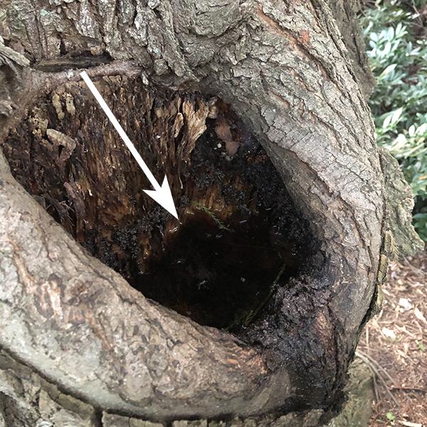 hole in tree trunk