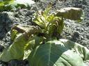 Wilted lettuce plant with brown, damaged leaves on dry, clumpy soil