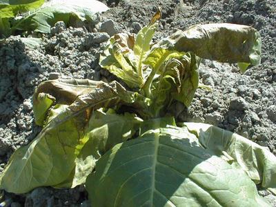 Wilted lettuce plant with brown, damaged leaves on dry, clumpy soil