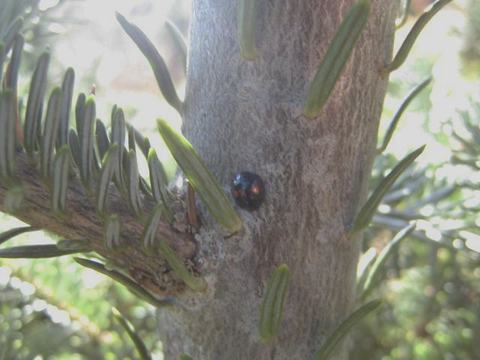 Small black beetle with red spots on a conifer trunk among green needles