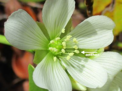 Venus fly trap