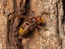 European hornet worker on tree trunk