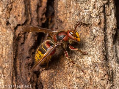 European hornet worker on tree trunk