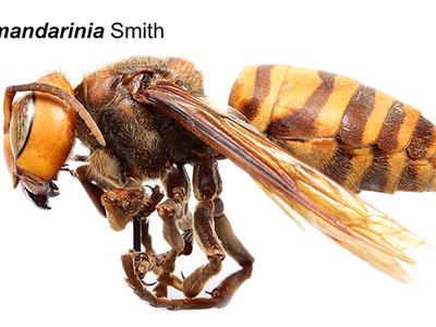 Side view of an Asian giant hornet worker