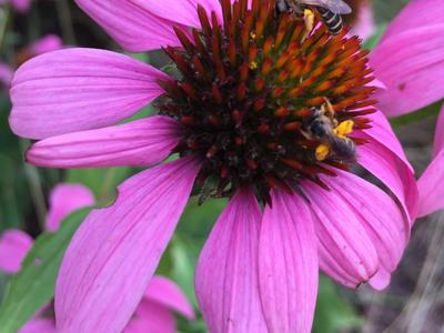 Pollinating insect in action