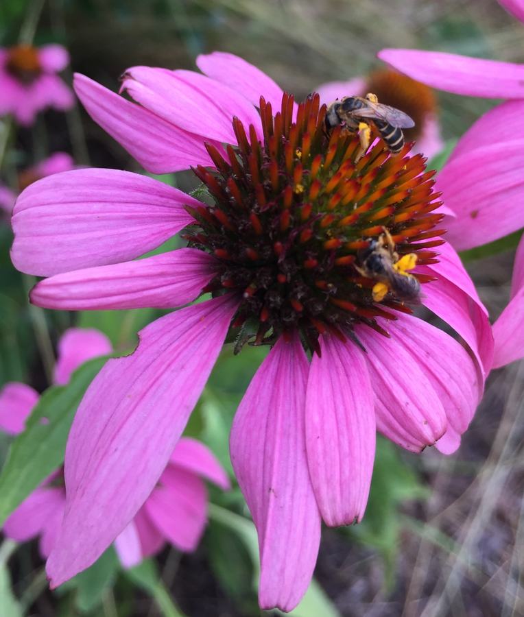 Pollinating insect in action