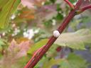 Wax scale on the twig of a nursery-grown maple. Photo: S.D. Frank